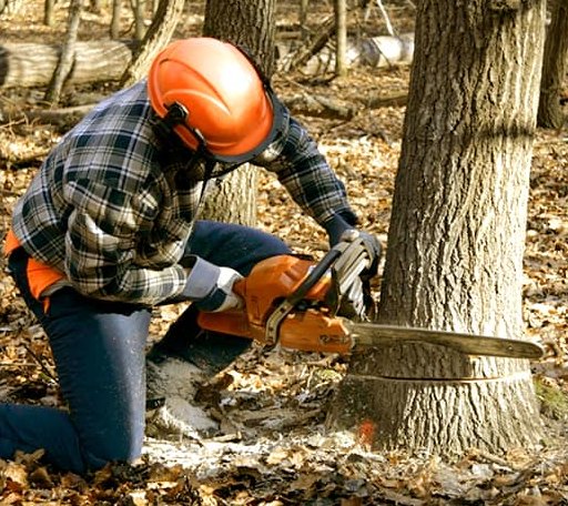 Tree Removal in Devens, MA